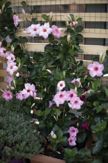 Gołębia 8 Residence | Krakow | Gołębia 8 Residence | Apartments in Krakow 